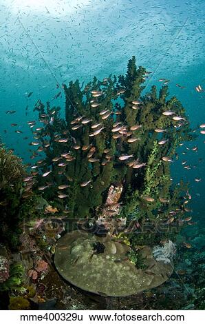 School of brown cardinal fish in front of hard coral, Komodo, Indonesia. View Large Photo Image Stock Photograph - School of brown cardinal fish in front of hard coral, Komodo, Indonesia.. Fotosearch