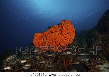 School of Brown Chromis near a large elephant ear sponge. View Large Photo Image Stock Photograph - School of Brown Chromis near a large elephant ear sponge.. Fotosearch