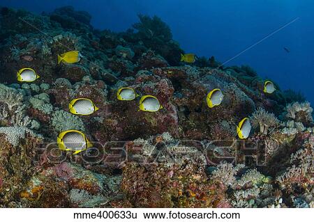School of butterflyfish and rabbit fish over colorful reef. View Large Photo Image Stock Photograph - School of butterflyfish and rabbit fish over colorful reef.. Fotosearch