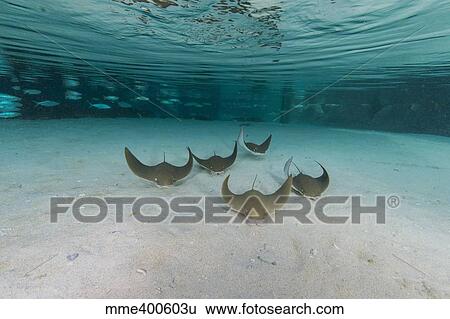 Stock Photograph - School of cownose ray in formation over white sandy bottom.. Fotosearch