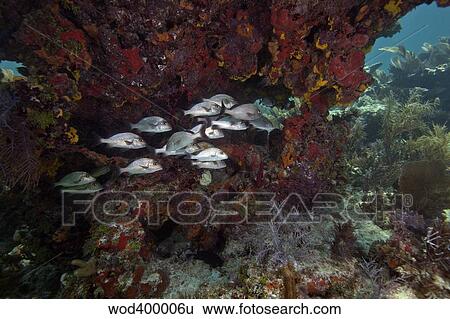 School of Gray Snapper amongst a colorful reef. View Large Photo Image Stock Photograph - School of Gray Snapper amongst a colorful reef.. Fotosearch
