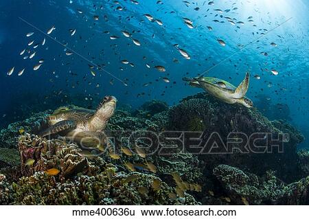 School of green chromis swimming over a couple of green turtles. View Large Photo Image Stock Photograph - School of green chromis swimming over a couple of green turtles.. Fotosearch