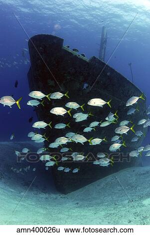 School of horse-eye jack fish swmming by the Ray of Hope shipwreck. View Large Photo Image Stock Photograph - School of horse-eye jack fish swmming by the Ray of Hope shipwreck.. Fotosearch