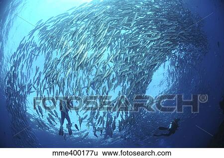 Stock Photograph - School of jacks and divers at Liberty Wreck, Bali, Indonesia.. Fotosearch