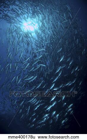 School of jacks at Liberty Wreck, Bali, Indonesia. View Large Photo Image Stock Photograph - School of jacks at Liberty Wreck, Bali, Indonesia.. Fotosearch