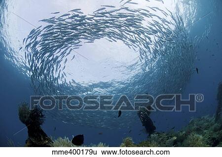 Stock Photograph - School of jacks at Liberty Wreck, Bali, Indonesia.. Fotosearch