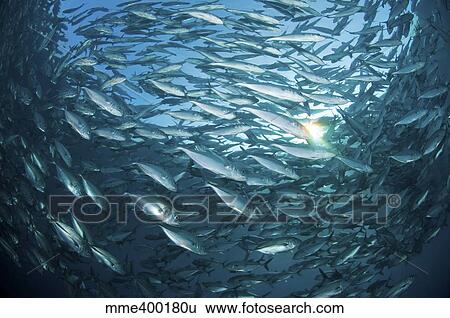 School of jacks at Liberty Wreck, Bali, Indonesia. View Large Photo Image Stock Photograph - School of jacks at Liberty Wreck, Bali, Indonesia.. Fotosearch