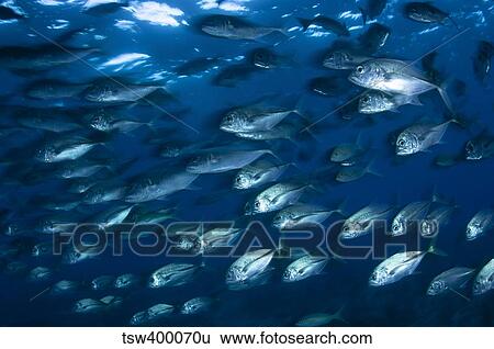 School of Jacks in motion, Belize. View Large Photo Image Stock Photograph - School of Jacks in motion, Belize.. Fotosearch