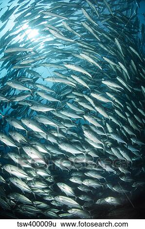 School of Jacks, Indonesia. View Large Photo Image Stock Photograph - School of Jacks, Indonesia.. Fotosearch