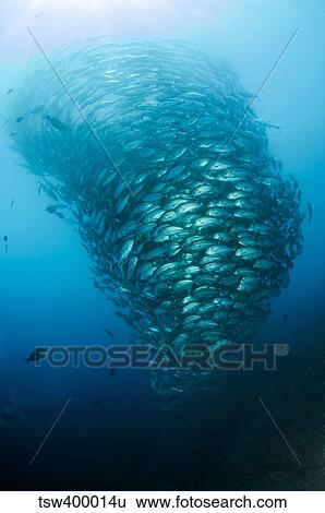 School of Jacks, Indonesia. View Large Photo Image Stock Photograph - School of Jacks, Indonesia.. Fotosearch