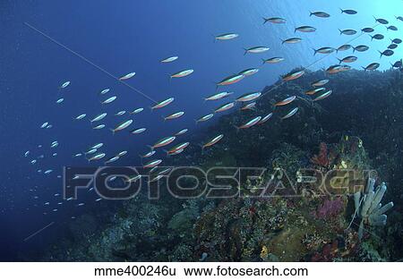 School of neon fusilier fish, North Sulawesi, Indonesia. View Large Photo Image Stock Photograph - School of neon fusilier fish, North Sulawesi, Indonesia.. Fotosearch