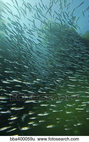 School of Pacific sardines in kelp forest. View Large Photo Image Stock Photograph - School of Pacific sardines in kelp forest.. Fotosearch