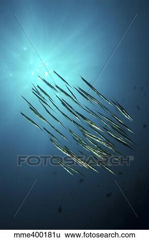 School of razorfish, North Sulawesi, Indonesia. View Large Photo Image Stock Photograph - School of razorfish, North Sulawesi, Indonesia.. Fotosearch