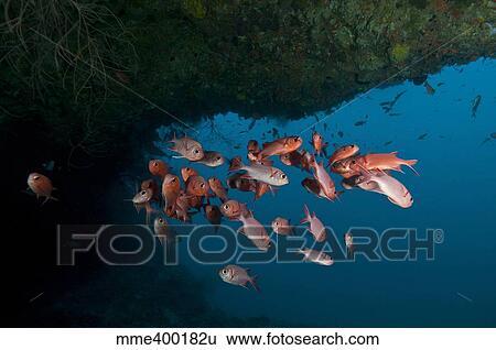 Stock Photograph - School of red bigeye under a rocky ledge, Maldives.. Fotosearch