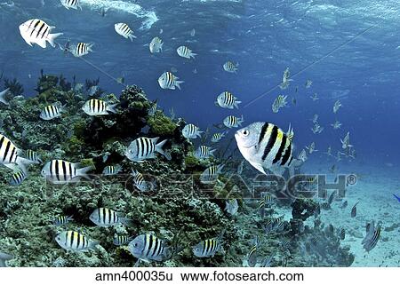 Stock Photograph - School of sergeant major fish, Nassau, The Bahamas.. Fotosearch