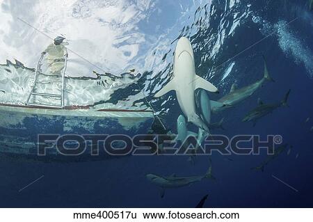 Stock Photograph - School of silky sharks under a fishing boat in Cuba.. Fotosearch