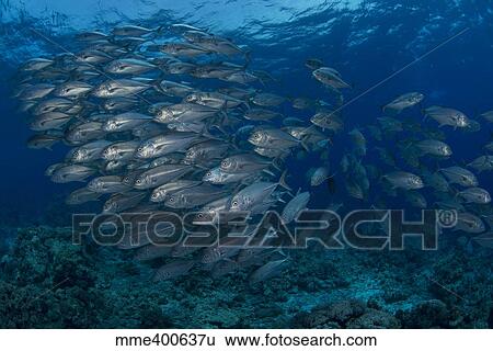 School of silver jacks or trevally fish, Spratly Islands, Malaysia. View Large Photo Image Stock Photograph - School of silver jacks or trevally fish, Spratly Islands, Malaysia.. Fotosearch