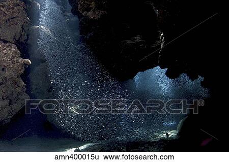 Stock Photograph - School of silversides form shapes in the tunnels at Eden Rock, Grand Cayman.. Fotosearch
