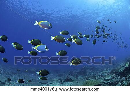 School of surgeonfish, Christmas Island, Australia. View Large Photo Image Stock Photograph - School of surgeonfish, Christmas Island, Australia.. Fotosearch