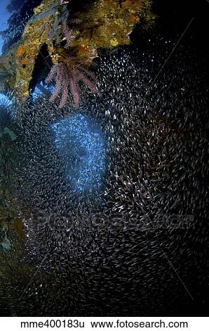 School of sweepers inside Liberty Wreck, Bali, Indonesia. View Large Photo Image Stock Photograph - School of sweepers inside Liberty Wreck, Bali, Indonesia.. Fotosearch