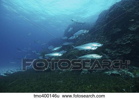 School of Tarpon, Bonaire, Caribbean Netherlands. View Large Photo Image Stock Photograph - School of Tarpon, Bonaire, Caribbean Netherlands.. Fotosearch