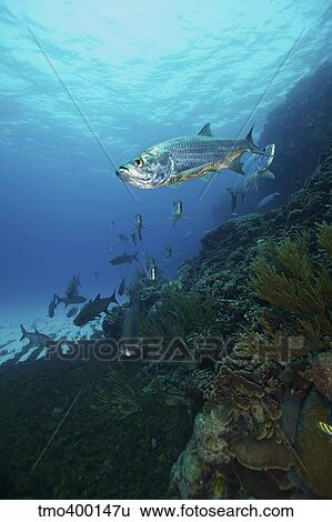 School of Tarpon, Bonaire, Caribbean Netherlands. View Large Photo Image Stock Photograph - School of Tarpon, Bonaire, Caribbean Netherlands.. Fotosearch