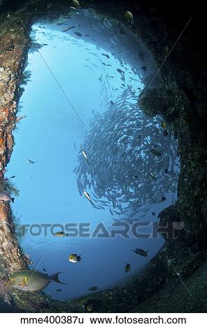 Stock Photograph - School of trevally seen through hole in the hull of Liberty Wreck, Bali, Indonesia.. Fotosearch