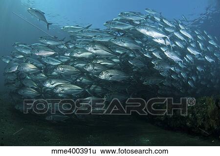 Stock Photograph - School of trevally swimming by, Bali, Indonesia.. Fotosearch