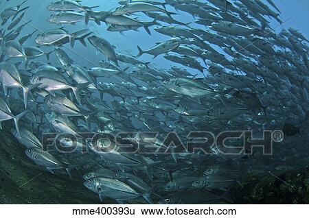 Stock Photograph - School of trevally swimming by, Bali, Indonesia.. Fotosearch