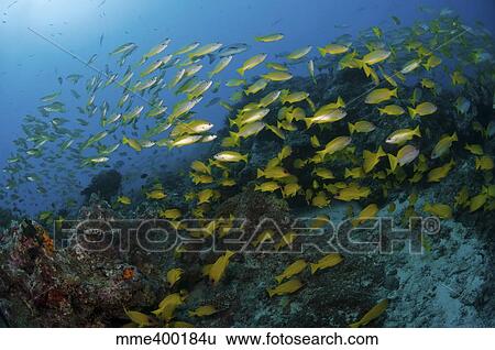 School of yellow snapper, Great Barrier Reef, Australia. View Large Photo Image Stock Photograph - School of yellow snapper, Great Barrier Reef, Australia.. Fotosearch