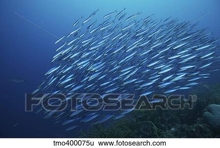 Schooling Boga, Bonaire, Caribbean Netherlands. View Large Photo Image Stock Photograph - Schooling Boga, Bonaire, Caribbean Netherlands.. Fotosearch