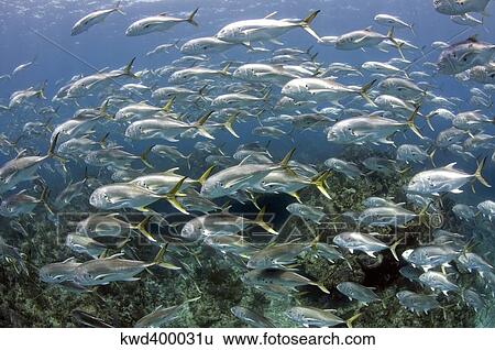 Schooling Crevalle Jacks on Caribbean reef. View Large Photo Image Stock Photograph - Schooling Crevalle Jacks on Caribbean reef.. Fotosearch