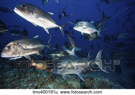 Schooling giant trevally muscle there way in to get fish scrap portions from a shark feed, Fiji. View Large Photo Image Stock Photograph - Schooling giant trevally muscle there way in to get fish scrap portions from a shark feed, Fiji.. Fotosearch