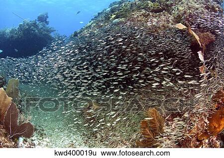 Stock Photograph - Schooling silversides on Caribbean reef.. Fotosearch