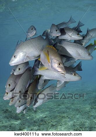 Stock Photograph - Schooling snappers on Caribbean reef.. Fotosearch