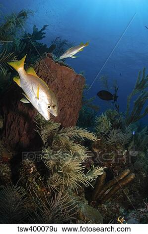Schoolmaster snapper, Belize. View Large Photo Image Stock Photograph - Schoolmaster snapper, Belize.. Fotosearch