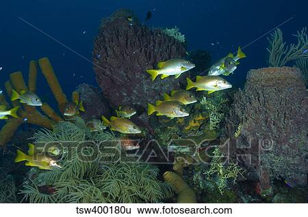 Schoolmasters, Belize. View Large Photo Image Stock Photograph - Schoolmasters, Belize.. Fotosearch