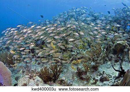 Schools of grunts and snapper over a Caribbean reef. View Large Photo Image Stock Photograph - Schools of grunts and snapper over a Caribbean reef.. Fotosearch