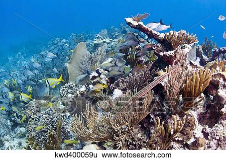 Stock Photograph - Schools of grunts and snappers on reef in Caribbean Sea.. Fotosearch