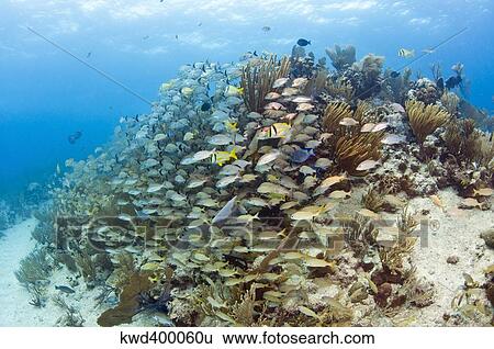 Schools of Grunts, Snappers, Tangs, and Porkfish on Caribbean reef. View Large Photo Image Stock Photograph - Schools of Grunts, Snappers, Tangs, and Porkfish on Caribbean reef.. Fotosearch