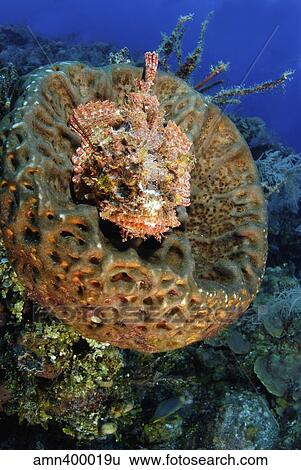 Scorpionfish hiding in a barrel sponge. View Large Photo Image Stock Photograph - Scorpionfish hiding in a barrel sponge.. Fotosearch