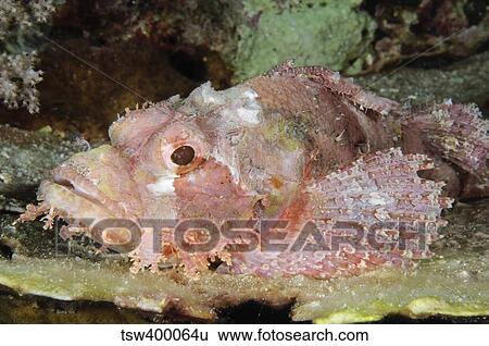 Scorpionfish, Indonesia. View Large Photo Image Stock Photograph - Scorpionfish, Indonesia.. Fotosearch