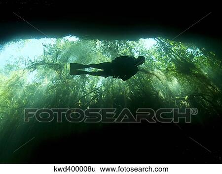 Scuba diver in the cavern part of the cenote system on the Yucatan Peninsula. View Large Photo Image Stock Photograph - Scuba diver in the cavern part of the cenote system on the Yucatan Peninsula.. Fotosearch
