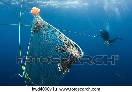 Stock Photograph - Scuba diver nets invasive Indo-Pacific lionfish off the coast of North Carolina.. Fotosearch
