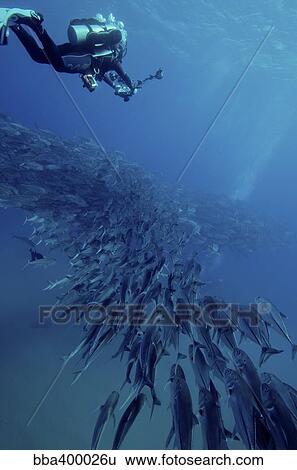 Scuba diver swimming over a massive school of jack fish. View Large Photo Image Stock Photograph - Scuba diver swimming over a massive school of jack fish.. Fotosearch