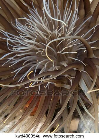 Stock Photograph - Sea Anemone on sea floor of Atlantic Ocean.. Fotosearch