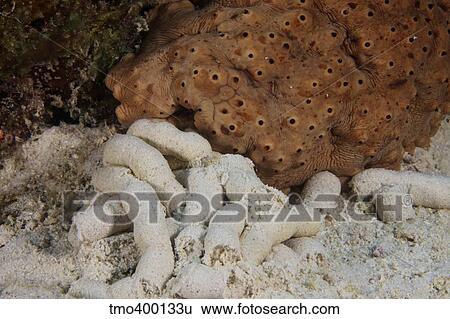 Sea Cucumber and its faeces. View Large Photo Image Stock Photograph - Sea Cucumber and its faeces.. Fotosearch