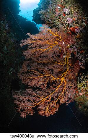 Stock Photograph - Sea fan and soft coral, Fiji.. Fotosearch