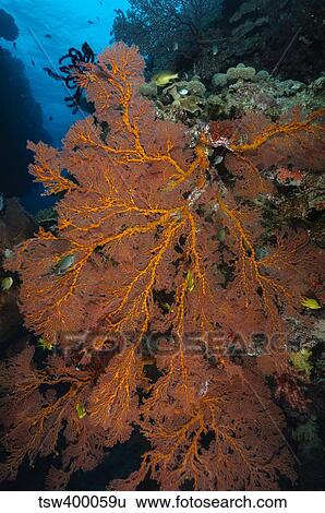 Sea fan, Fiji. View Large Photo Image Stock Photograph - Sea fan, Fiji.. Fotosearch