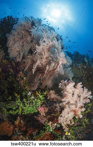 Sea fan on soft coral in Raja Ampat, Indonesia. View Large Photo Image Stock Photograph - Sea fan on soft coral in Raja Ampat, Indonesia.. Fotosearch